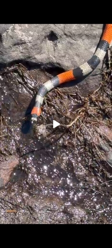 Caetité Coral Snake