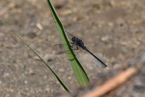 Long Skimmer