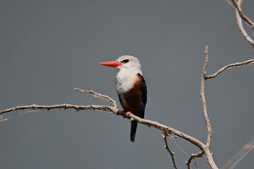 Gray-headed Kingfisher