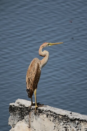 Purple Heron