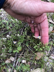 Chaetopappa asteroides
