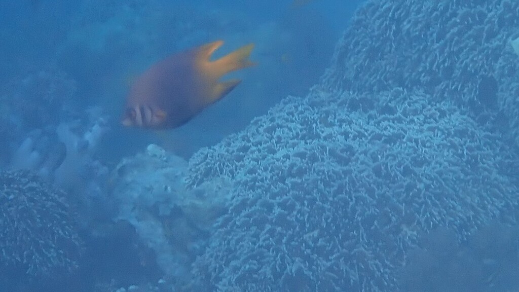 Behn's Damsel (Neoglyphidodon nigroris)