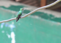 Chlorostilbon mellisugus