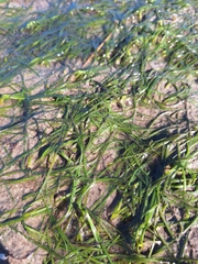 Cape Eelgrass (Zostera capensis)
