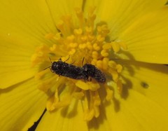 Acmaeodera