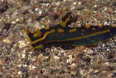 Tambja gabrielae