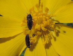 Acmaeodera
