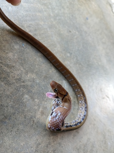 Copperhead Rat Snake