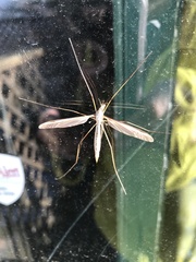 Tipulomorpha