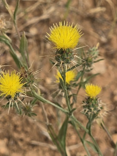 Maltese star-thistle