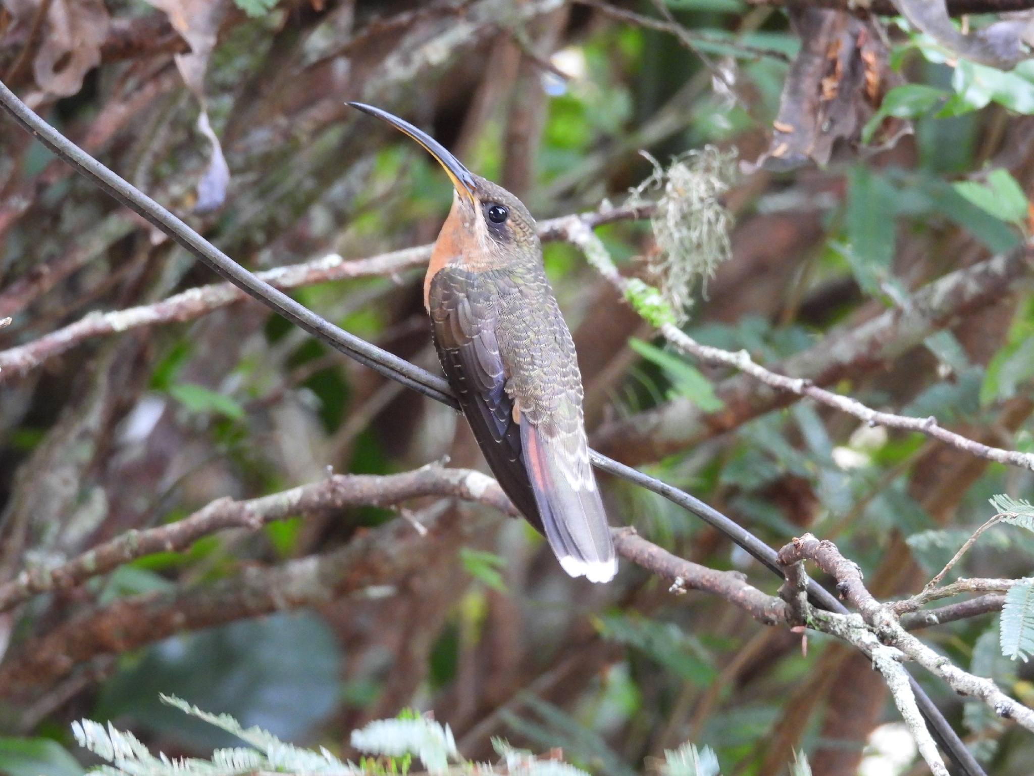 Rufous-breasted Hermit (Glaucis hirsutus), photo 9