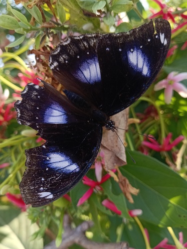 Great Eggfly