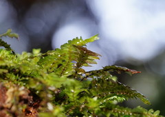 Cyathophorum bulbosum