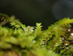 Cyathophorum bulbosum