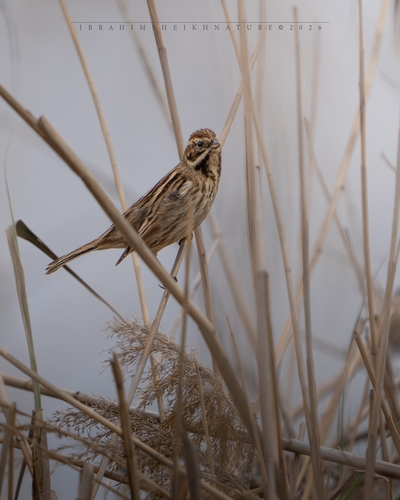 Reed Bunting