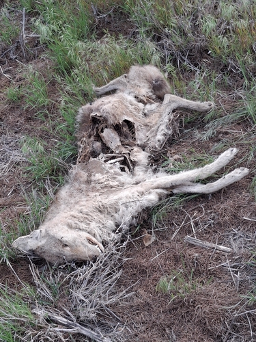 Plains Coyote photographed in Kansas