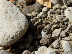 Xysticus californicus