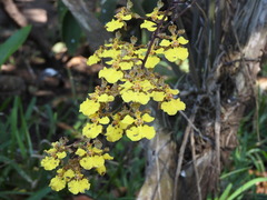 Trichocentrum