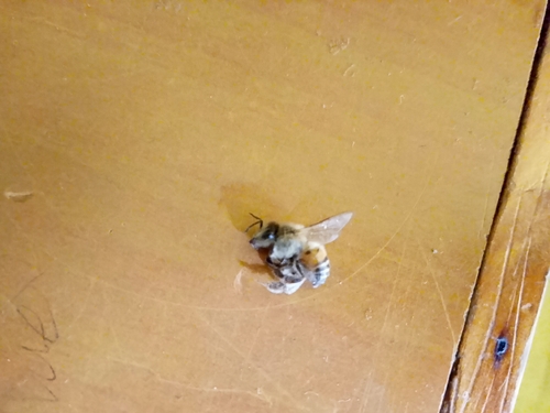 Western Honey Bee