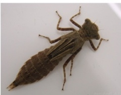 Cordulegaster boltonii