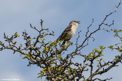 Mimus polyglottos