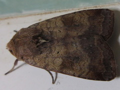 Diarsia canescens