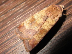 Diarsia canescens
