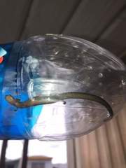 Batrachoseps gregarius