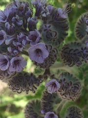 Phacelia hubbyi
