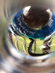 Batrachoseps gregarius