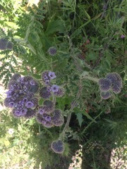 Phacelia hubbyi