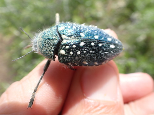 Julodis manipularis