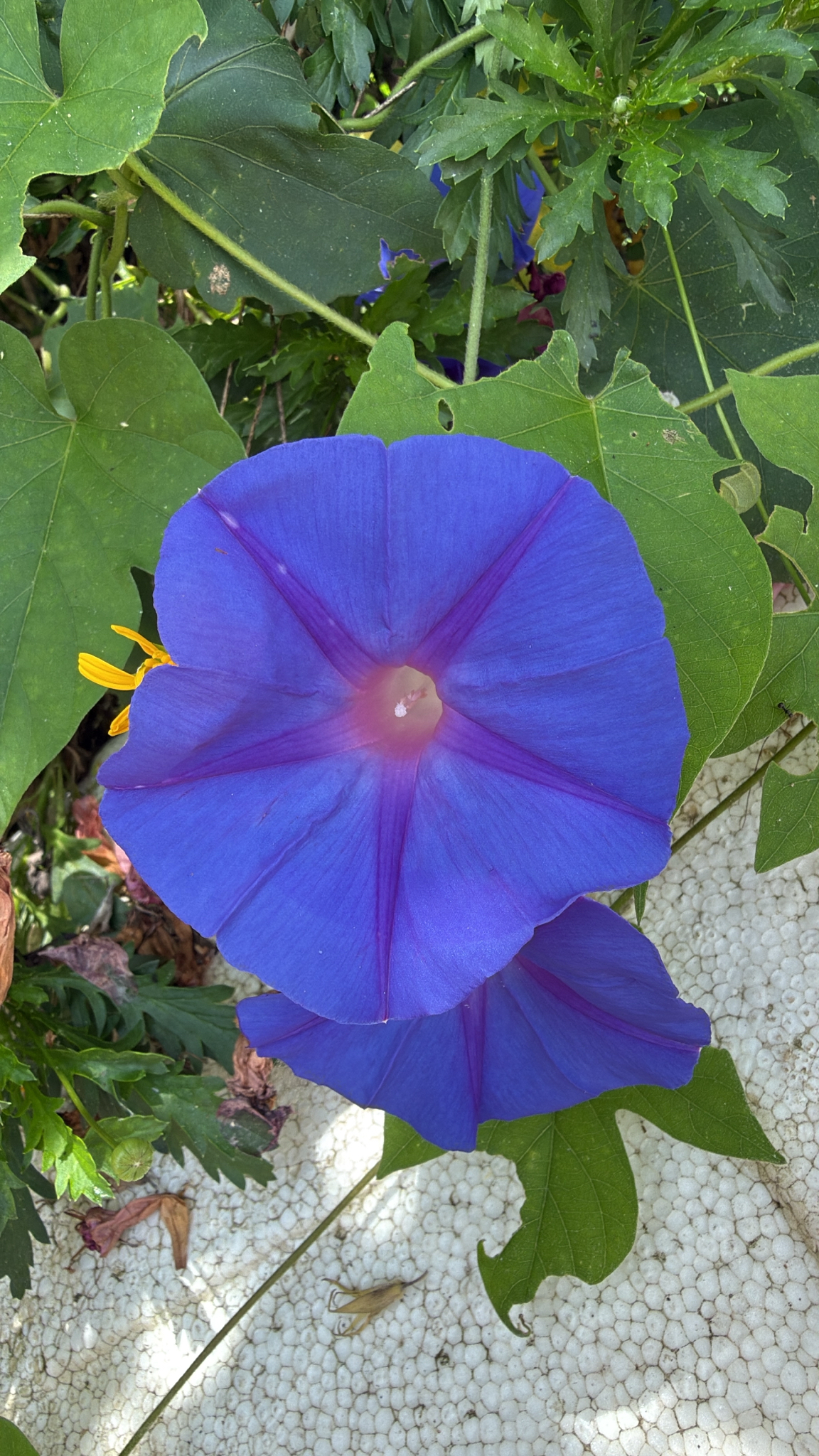 Ipomoea indica (Ipomoea indica)