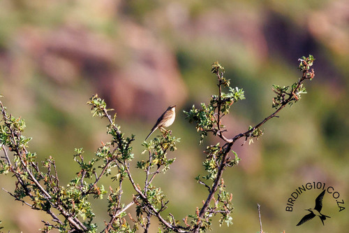 Nicholson's Pipit