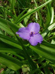 Tradescantia ozarkana