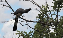 Corythaixoides leucogaster