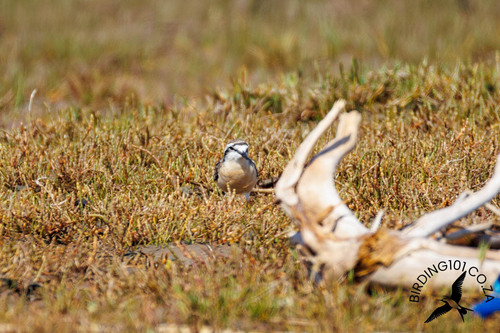 iNaturalist image