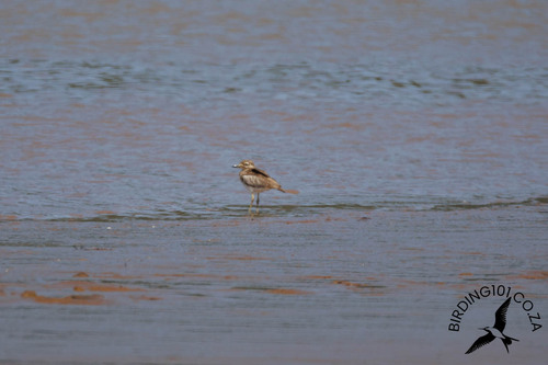 iNaturalist image