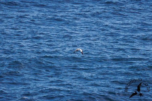 iNaturalist image