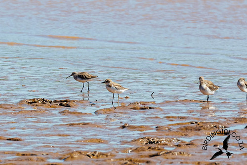 iNaturalist image