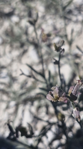 Matthiola fruticulosa, photograph 1