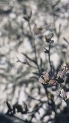 Matthiola fruticulosa