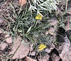 Lomatium foeniculaceum