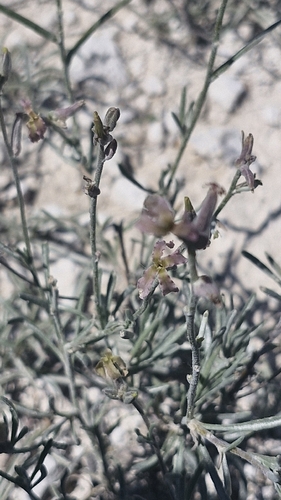 Matthiola fruticulosa, photograph 3