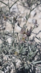 Matthiola fruticulosa, photograph (c) Antonio Requena Serrano, some rights reserved (CC BY)