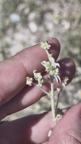 Mercurialis tomentosa, photograph 3