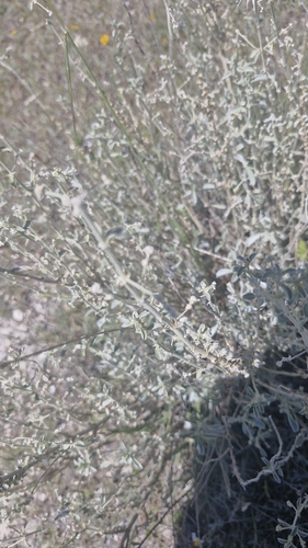 Mercurialis tomentosa, photograph 4