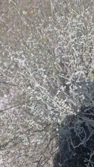 Mercurialis tomentosa, photograph (c) Antonio Requena Serrano, some rights reserved (CC BY)