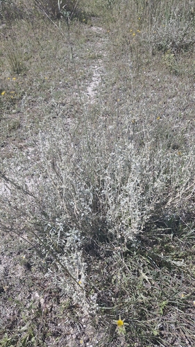 Mercurialis tomentosa, photograph 5