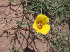 Calochortus aureus